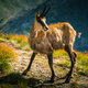 Chamois mountain goat in its natural habitat. Image: Shutterstock
